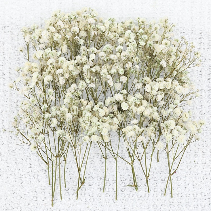 50pcs Natural Dried Gypsophila - Florist Supply Vases 评论和价格